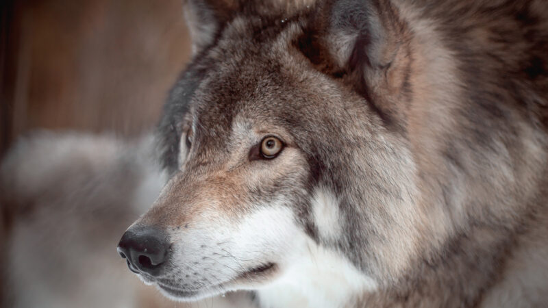 Five gray wolves released into Colorado’s Rocky Mountains as reintroduction efforts start – Outdoor News
