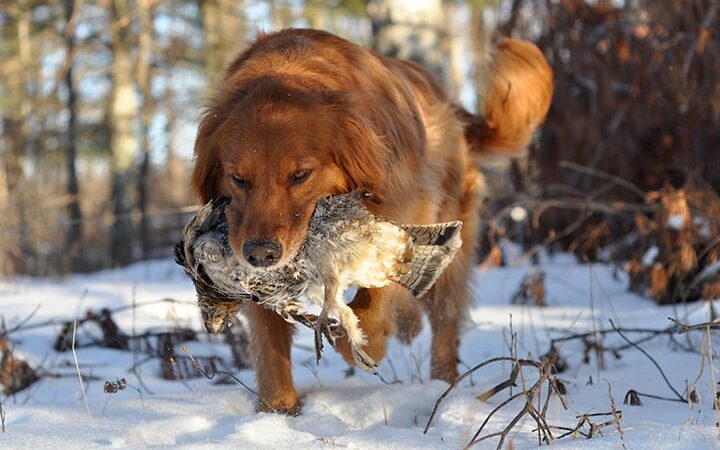 For chasing ruffed grouse, there’s no better time than late December – Outdoor News