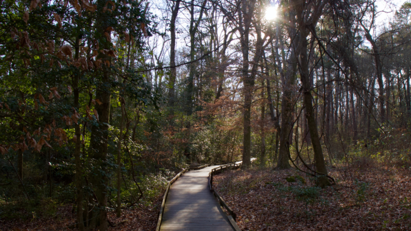 From Massive Trees to Boardwalks Over Marshland: Is Congaree National Park Worth It?