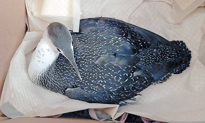 Grounded migrating red-throated loons rescued in New York’s Adirondacks – Outdoor News