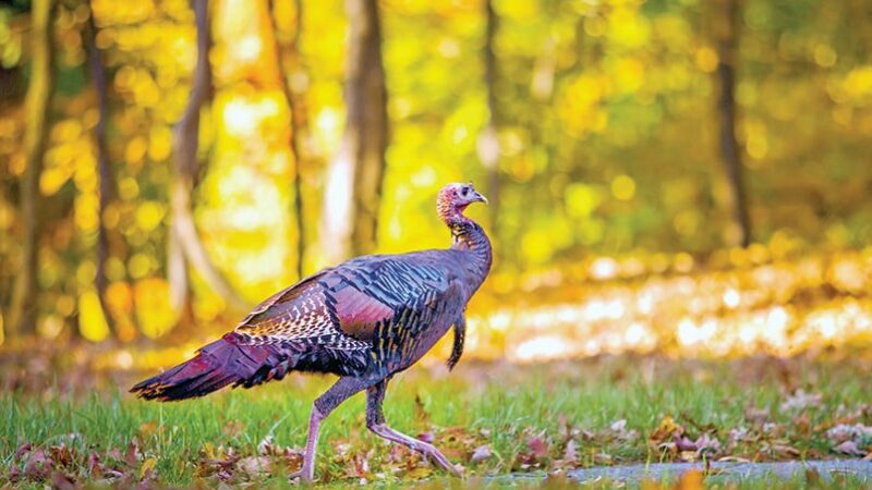 Harvest declines during the 2023 Ohio fall turkey hunting season – Outdoor News