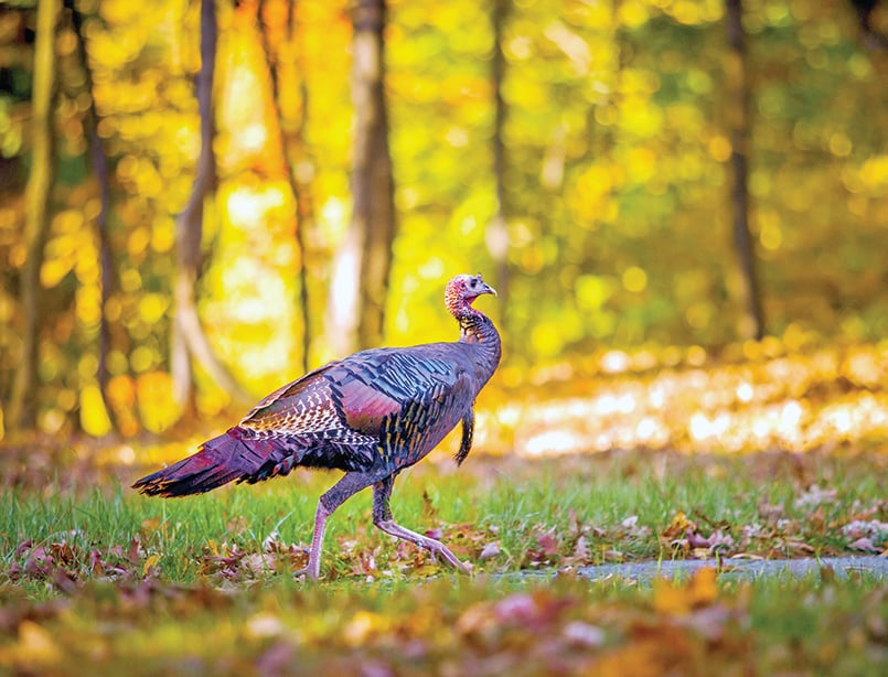 Harvest declines during the 2023 Ohio fall turkey hunting season