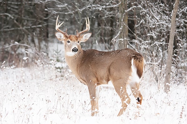 How much deer disease can society tolerate? Wildlife managers weigh effects, results of culling – Outdoor News