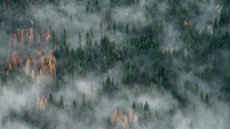How Some of the Largest Trees in the World Protect Themselves from the California Wildfires