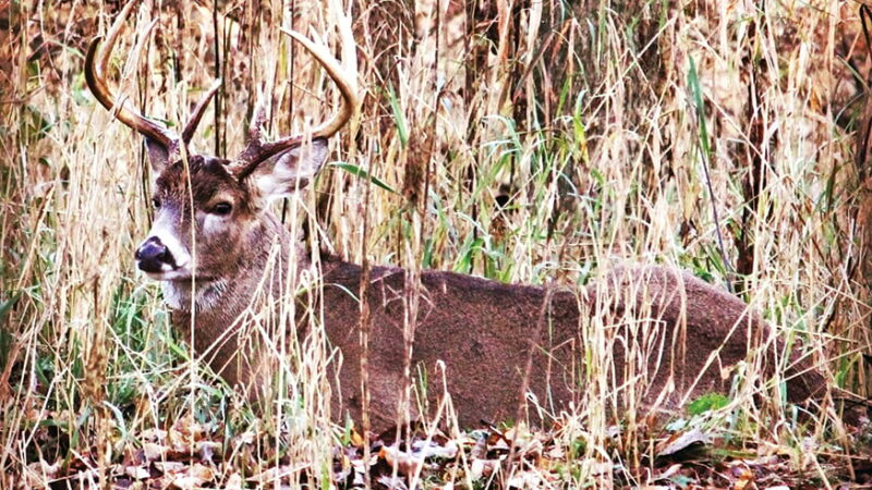 Identify and hunt buck escape routes to tag more mature deer – Outdoor News