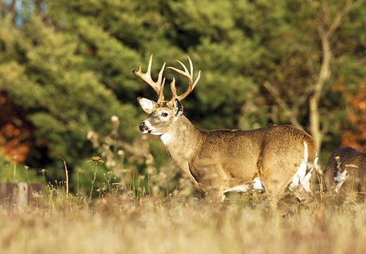 Illinois deer harvest drops during gun season, despite addition of rifle hunting – Outdoor News