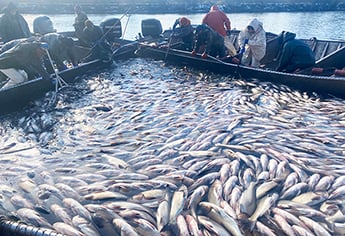 Illinois DNR catches record number of silver carp at Starved Rock pool of the Illinois River – Outdoor News