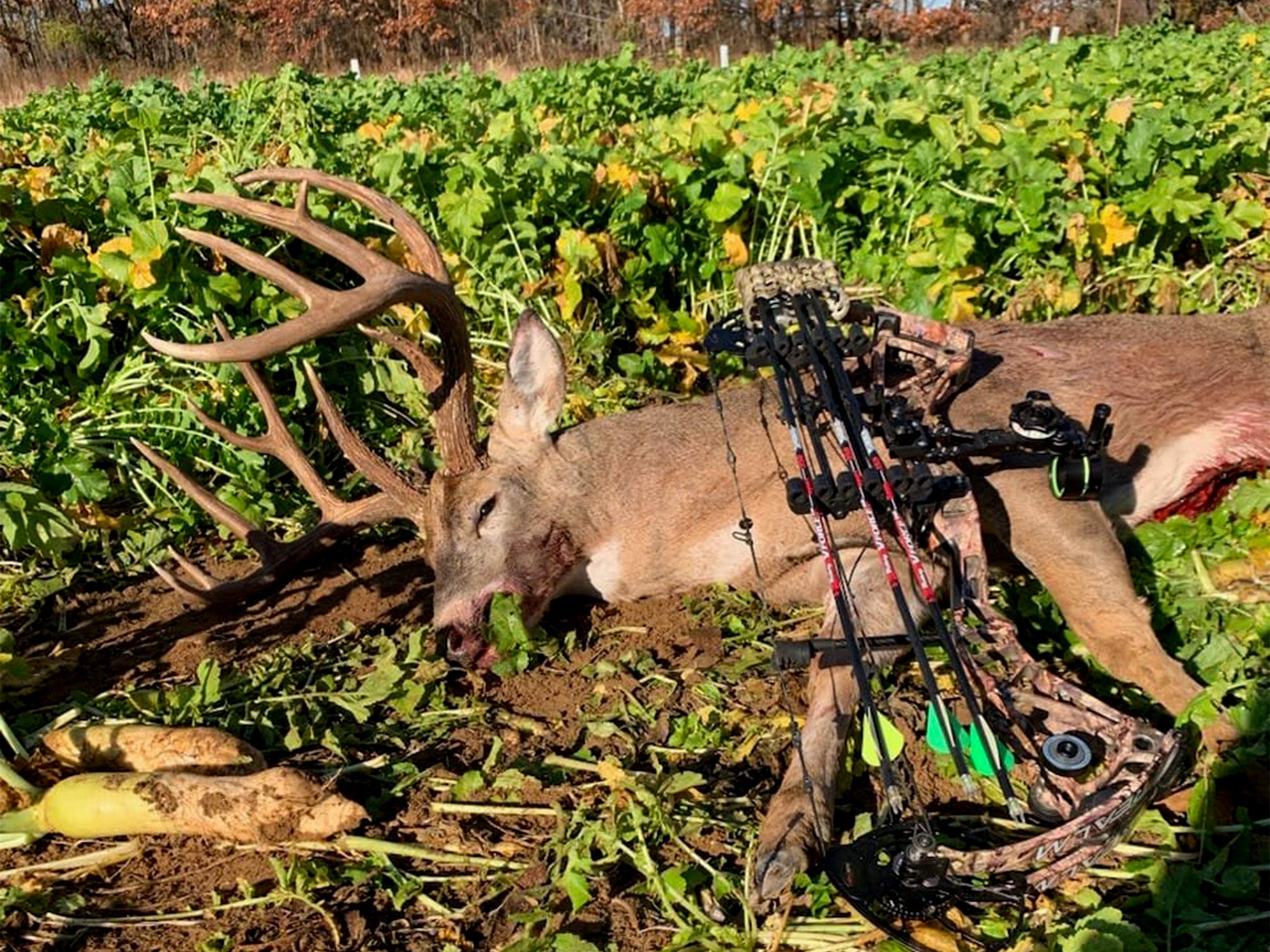 bowhunter southern indiana food plot