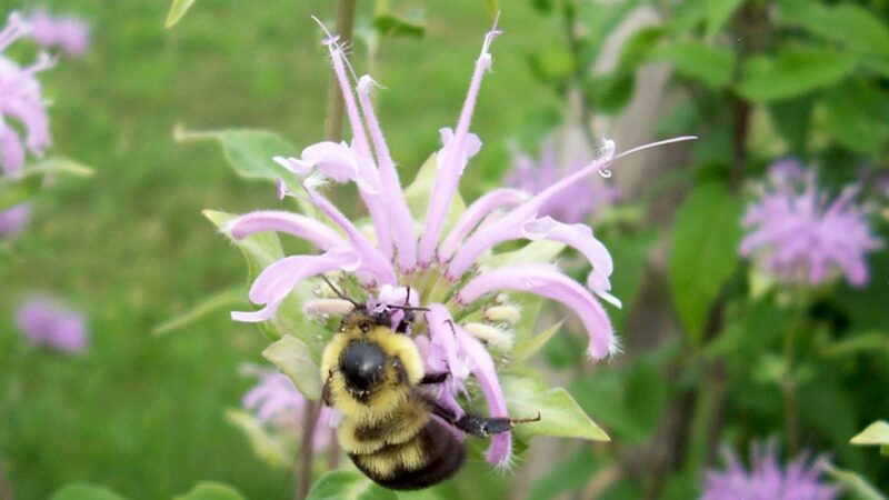 Iowa urban areas drawn into effort to promote species of greatest conservation need – Outdoor News