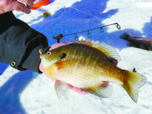 James Lindner: Get back to the basics for early-ice panfish – Outdoor News
