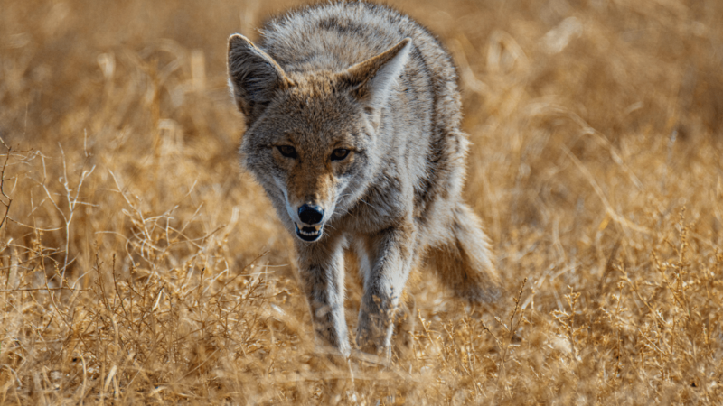 ‘Just a Wild Dog Trying to Survive:’ Photographer Captures Powerful Images of a Coyote 