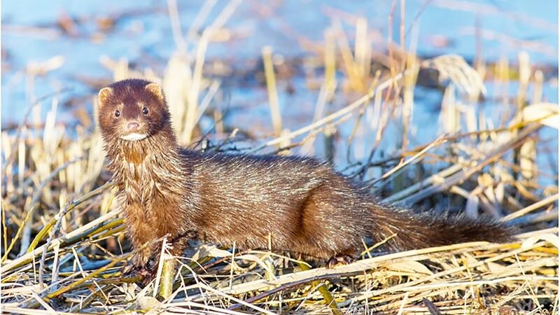 Kent Weil: Trapping the elusive mink requires scouting and strategy – Outdoor News