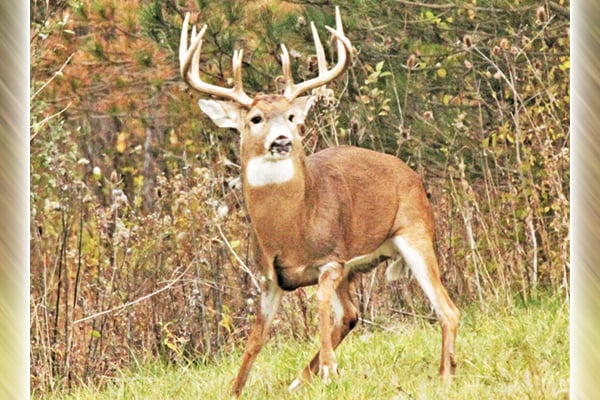 Kip Adams of the National Deer Association breaks down the science of the whitetail rut – Outdoor News