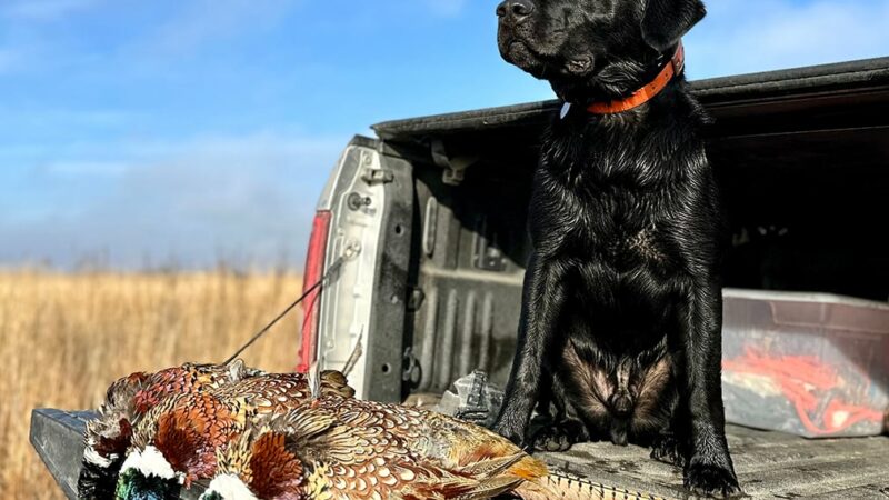 Last-minute roosters demand some creativity to kill a limit before season’s end – Outdoor News