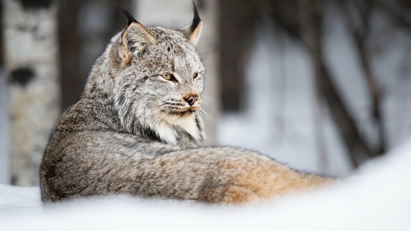 Lynx draft recovery plan for the lower 48 is now available for public comment – Outdoor News