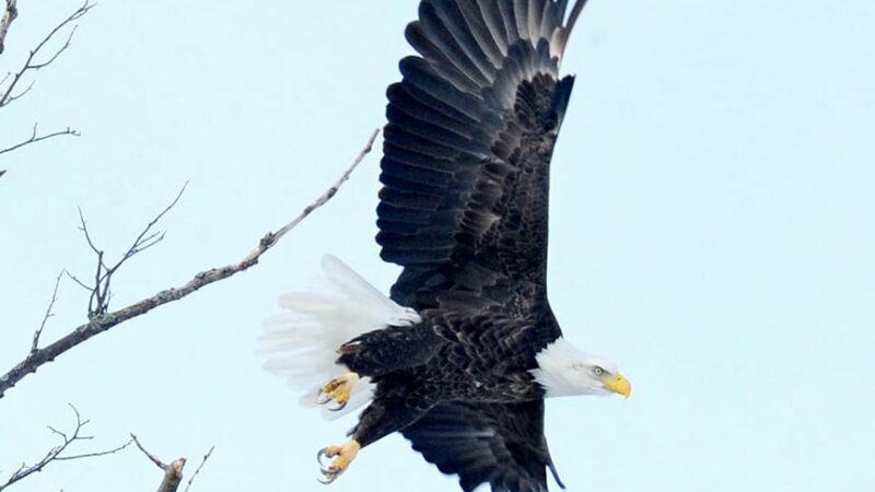 Men charged with killing 3,600 birds, including bald and golden eagles, to sell on black market – Outdoor News