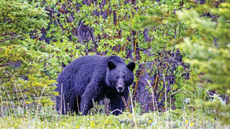 Michigan bear harvest slips slightly during 2023 season – Outdoor News