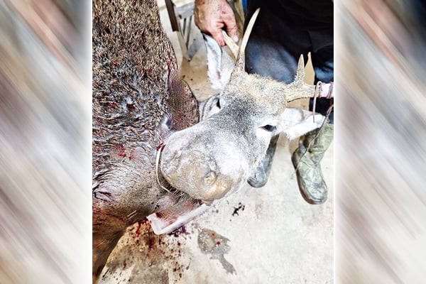 Michigan crossbow hunter shoots unusual buck with ‘Bullwinkle’ deer disease – Outdoor News