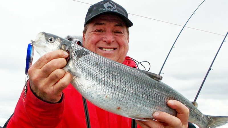 Mike Schoonveld: Cisco fishing can be easy, but not always – Outdoor News