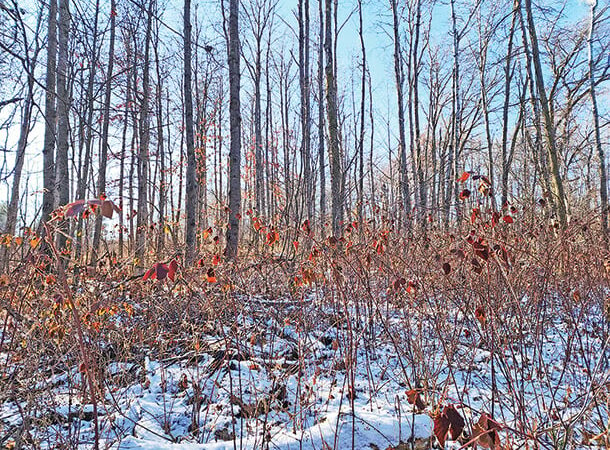 Mild temperatures make for a great chance to tackle winter whitetail habitat projects – Outdoor News