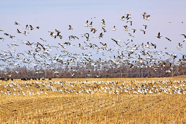 Mild weather causing a waterfowl flight delay in the Dakotas – Outdoor News