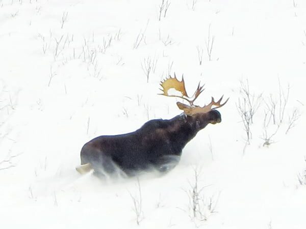 Minnesota DNR, partners move forward with moose habitat planning – Outdoor News