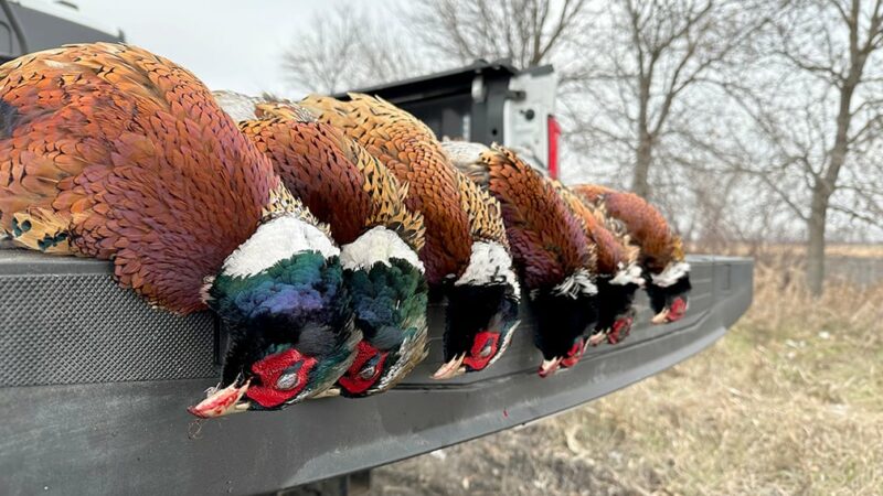 Minnesota’s pheasant hunt receives high grades this season – Outdoor News