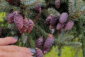 MN Daily Update: Help gather and sell black spruce cones to state nursery – Outdoor News