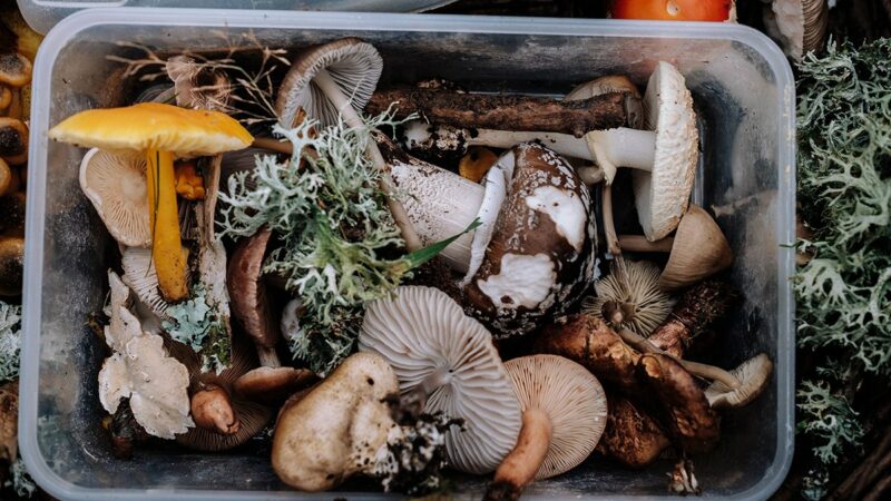 Mushroom Hunting Is an Actual Career: Here are 10 Mushroom Foraging Jobs