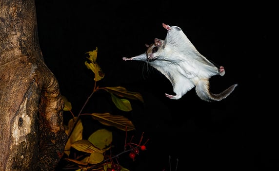 Nature Smart: Southern flying squirrels a good reminder of population swings in nature – Outdoor News