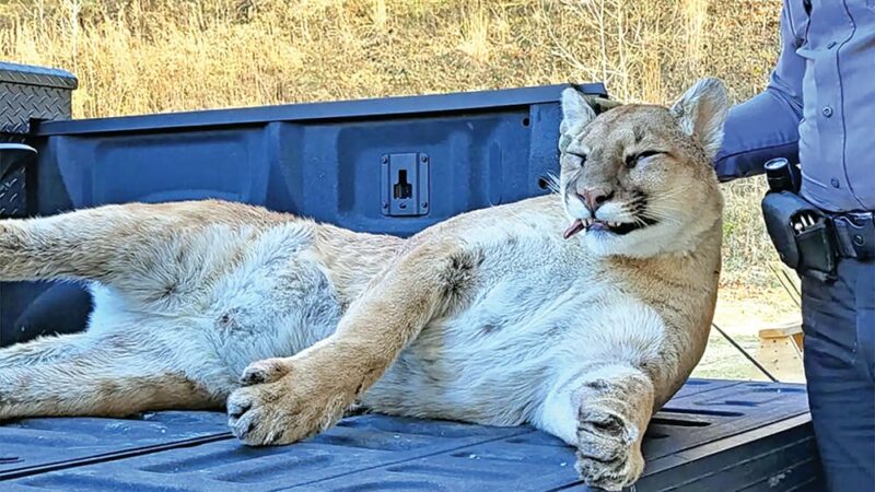 Necropsy finds Wisconsin cougar killed by bowhunter was healthy, well fed – Outdoor News