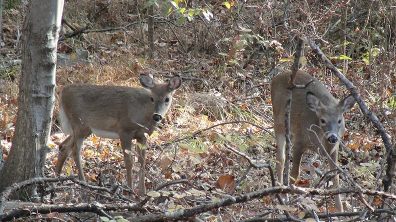 New cases of CWD found in Alabama’s wild deer herd after first was detected in 2022 – Outdoor News