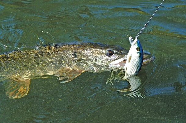 New special fishing regulations in Minnesota in final stage of approval – Outdoor News