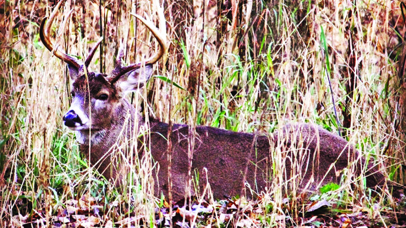 Ohio deer hunters harvest more whitetails on Nov. 11 than any other day this season – Outdoor News