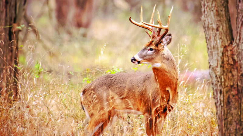 Ohio’s two-day gun season goes well for many hunters – Outdoor News