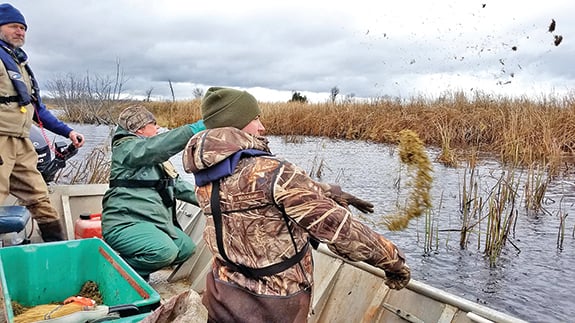 Partnerships key in 10-year project dedicated to restoring wild rice along west shore of Wisconsin’s Green Bay – Outdoor News