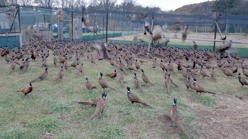 Pennsylvania Game Commission adjusts late-season pheasant releases – Outdoor News