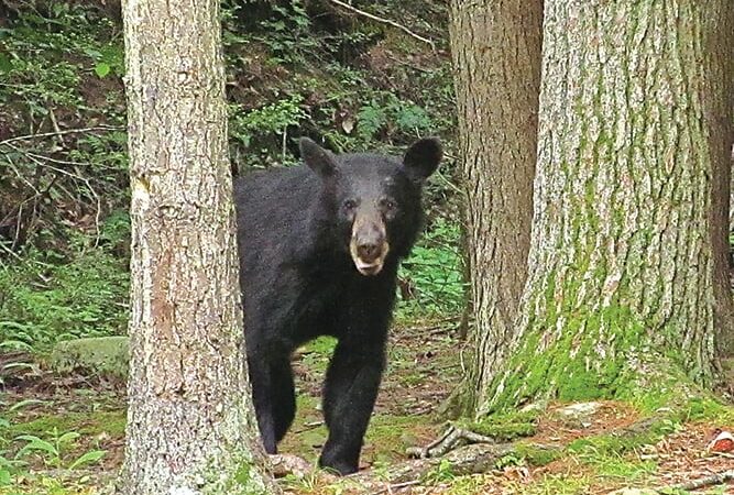 Pennsylvania’s bear harvest declines in 2023 – Outdoor News