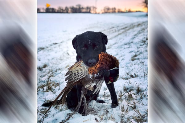 Pheasants in the snow: Take advantage of the best rooster hunting conditions you’ll see all season – Outdoor News
