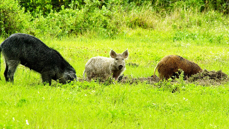 Recent report of feral hogs residing in 22 Michigan counties demands some qualifiers – Outdoor News