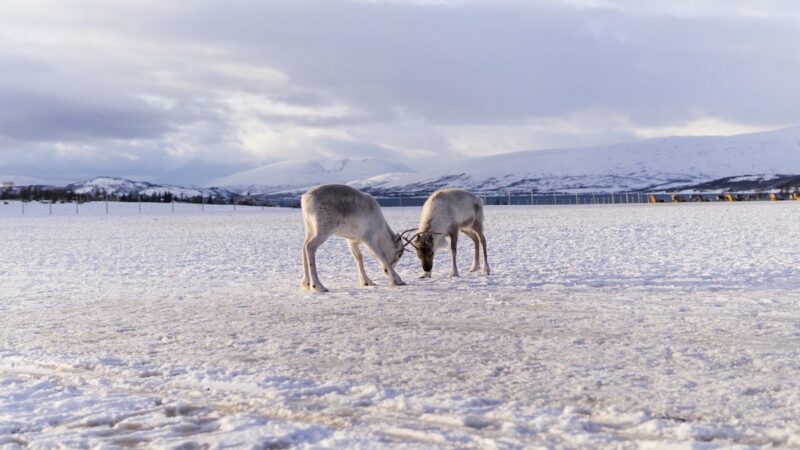 Reindeer Love Mushrooms, and Other Things Things You Didn’t Know About Santa’s Favorite Animal