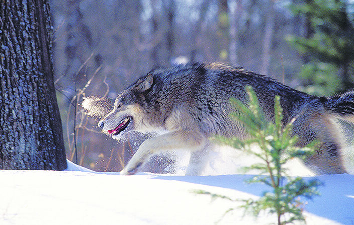 Release of gray wolves in Colorado in coming weeks stokes political tensions – Outdoor News