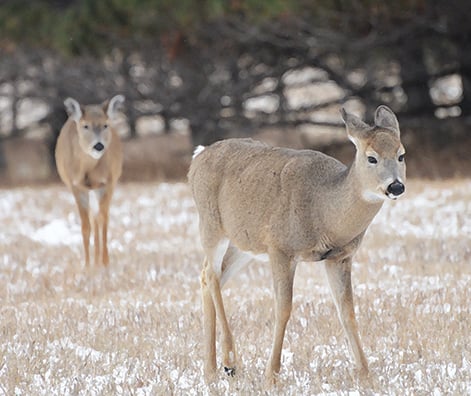Scrambling to fill the freezer? Here are three ways to get one more deer before year’s end – Outdoor News