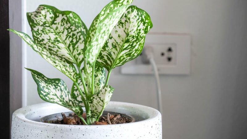 Six Gorgeous RV-Friendly House Plants That Don’t Need Sunlight