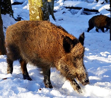 Southern Illinois the focus of ongoing feral swine watch – Outdoor News