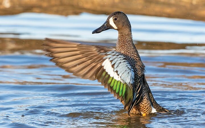 ‘Spies’ watching Minnesota’s early-teal season say hunters continue to do well in not taking non-targeted species – Outdoor News