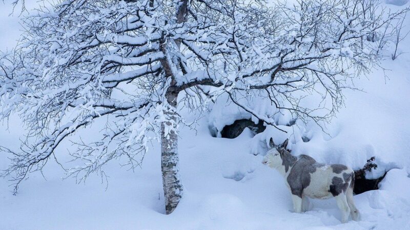 SPOTTED: Rare Piebald Moose Exploring a Norwegian Valley