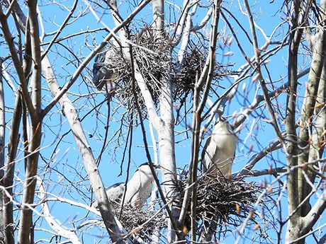 State-endangered herons in Chicago a natural marvel in heart of the city – Outdoor News