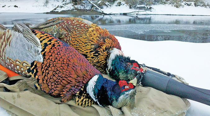 Steve Carney: Late-season pheasant hunters can be a lonely group – Outdoor News