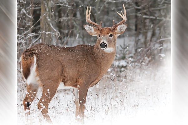 Still seeking a buck? December deer hunting means putting in your time – Outdoor News